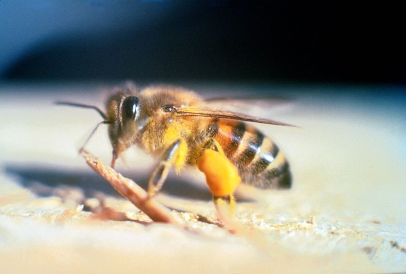 超越蠍子、毒蛇 研究：美國動物致死案例蜂類居首位
