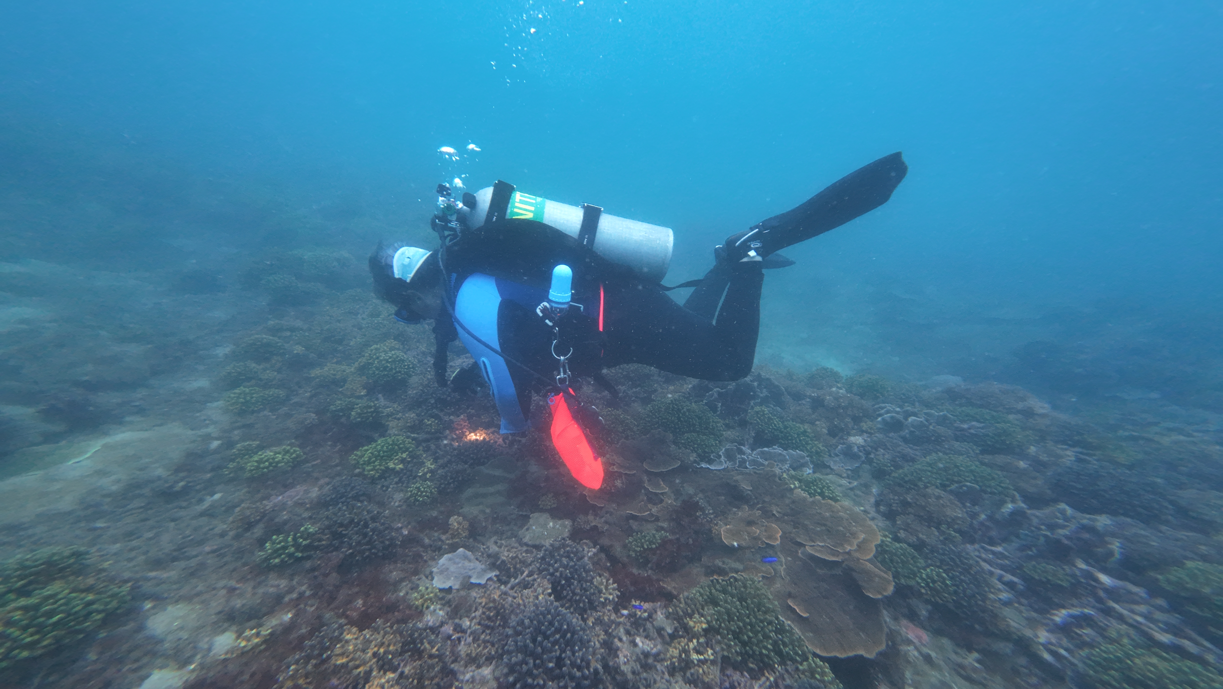 海生館研究團隊在望安馬鞍山嶼海面下進行石珊瑚保種計劃作業，由展示組主任王立雪帶領尋找採集目標。攝影：林乃絹