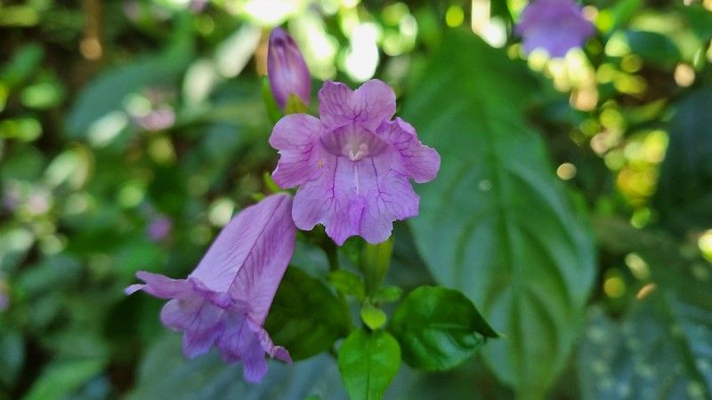 為世界增添色彩 藍染工藝的靈魂──馬藍
