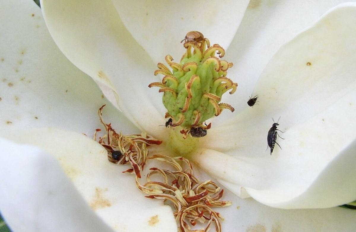 蝴蝶蜜蜂不去的暗處 甲蟲、蟑螂、蚊子為植物授粉