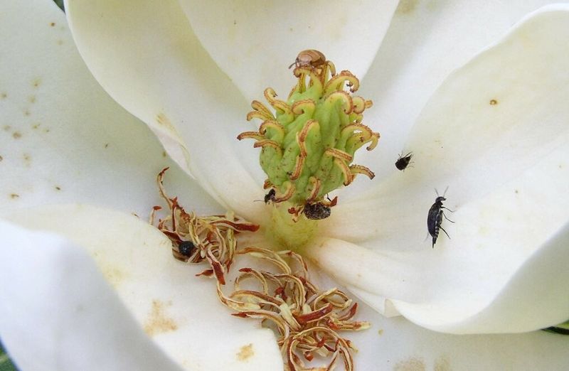 蝴蝶蜜蜂不去的暗處 甲蟲、蟑螂、蚊子為植物授粉