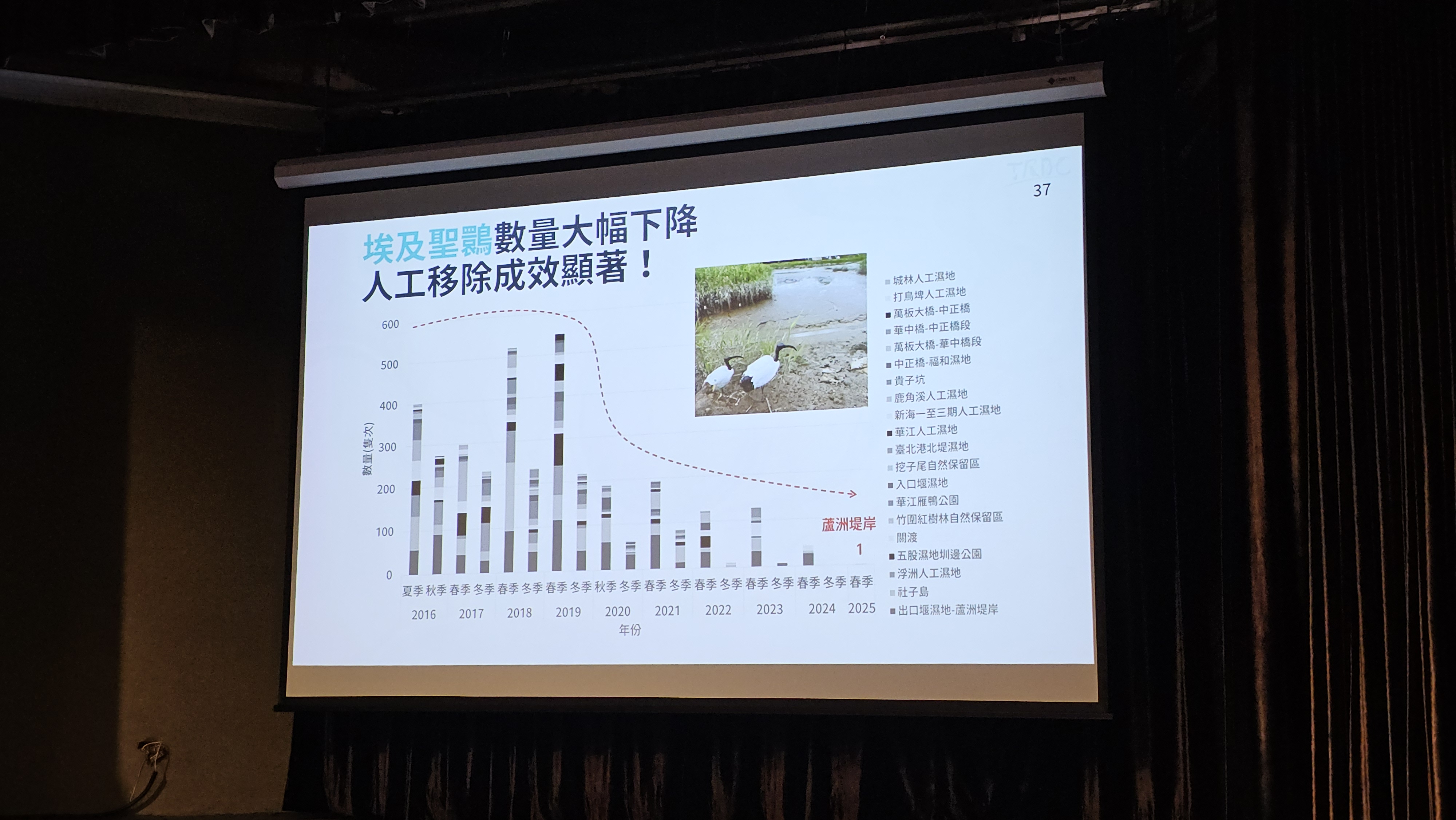 埃及聖䴉數量顯著下降，顯示移除有效。攝影：李柏霖