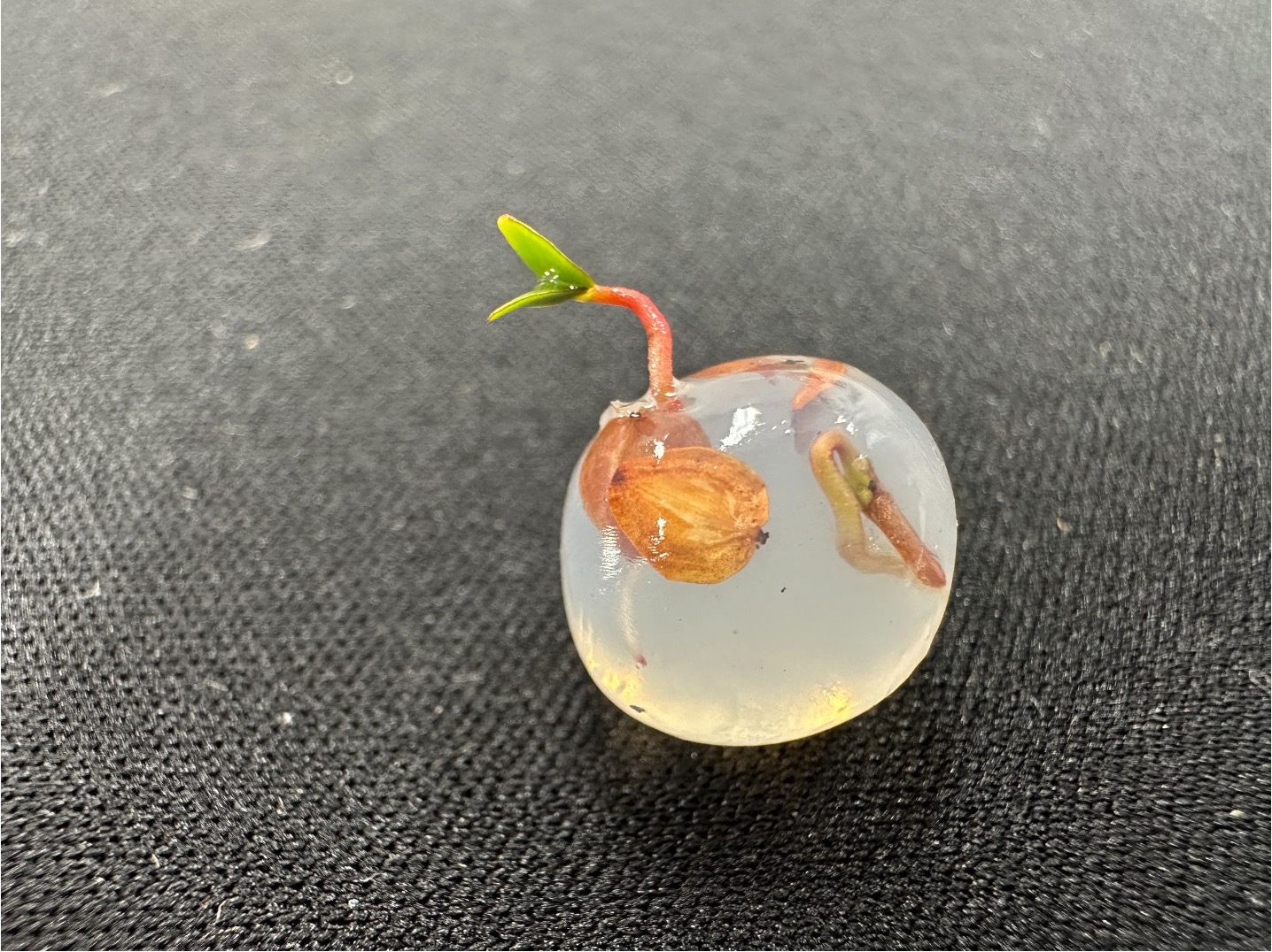 濕式種子造粒技術以海藻酸鈉為主要原料,將種子包覆製成膠狀球體,透過包覆層內物質的化學反應提供種子萌發所需水分。圖片來源:鍾智昕提供