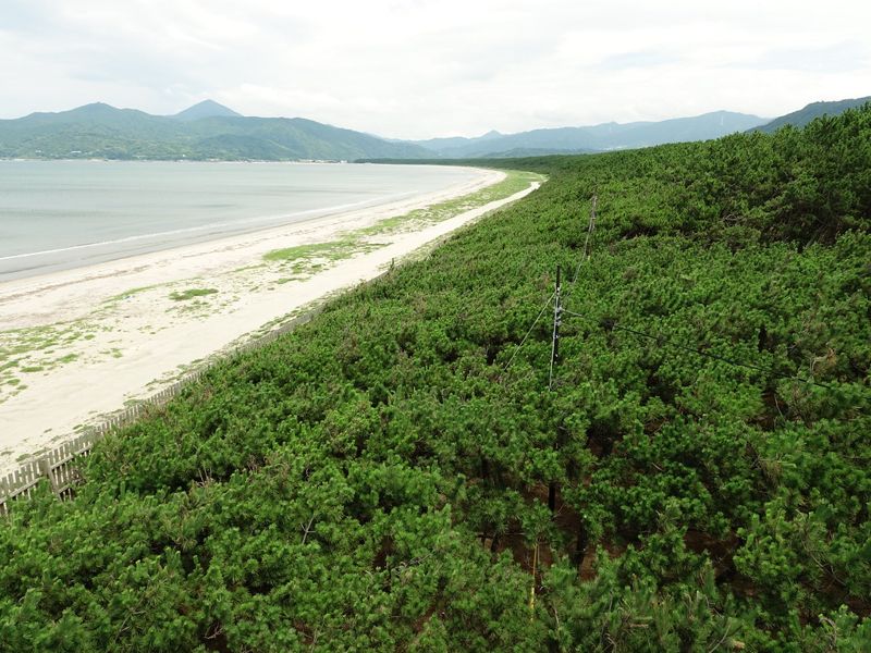 日本保安林經驗的啟發 「白沙青松」國寶級美景 實現人與自然共好
