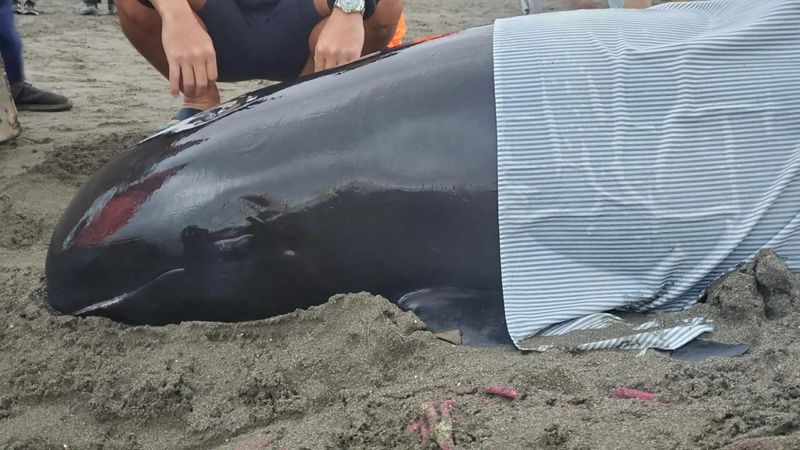 瓜頭鯨擱淺林口外海 公私協力接棒即刻救援