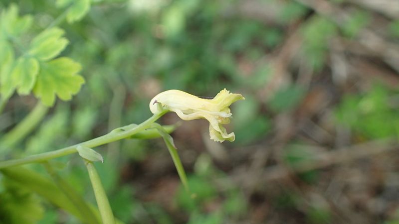 這叢小黃花不簡單 台灣黃菫授粉秘笈大公開
