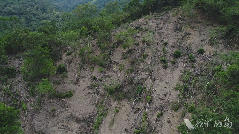 傳統領域新傷痕 山上的樹不見了