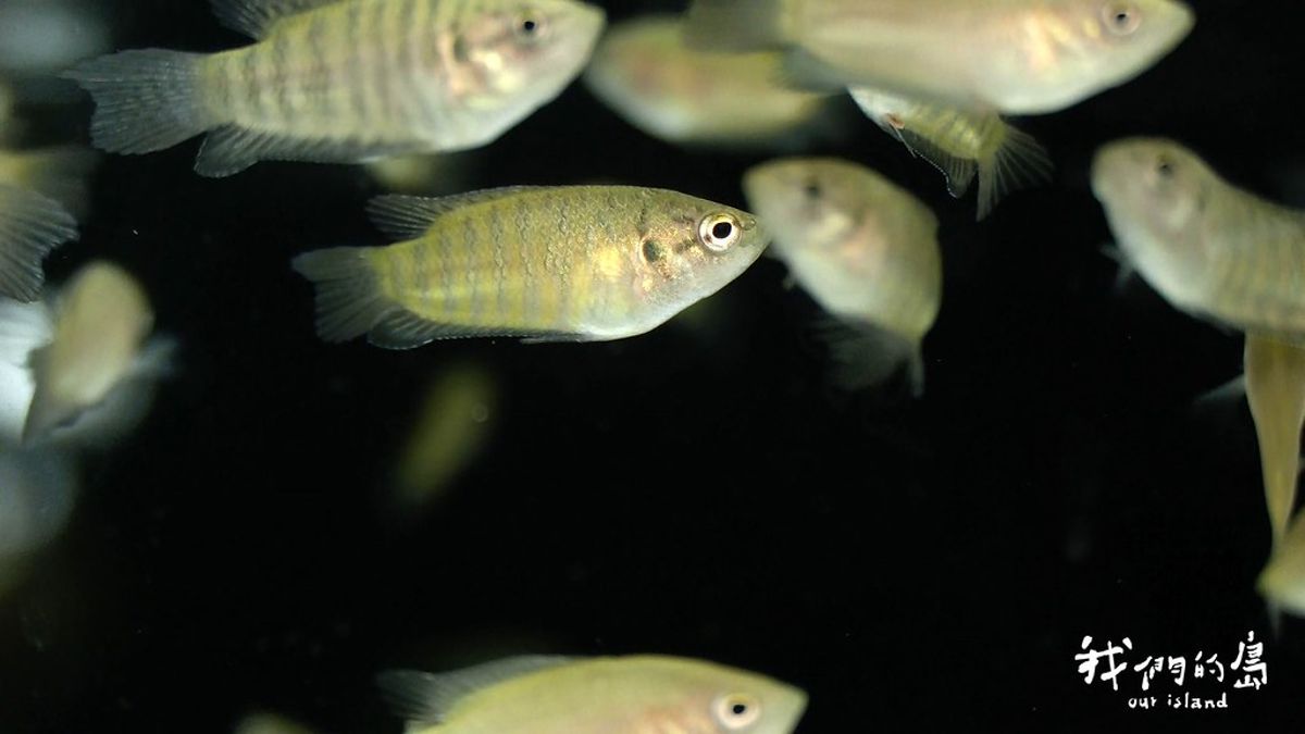 移除外來龜與魚：金門淡水魚復育進行式