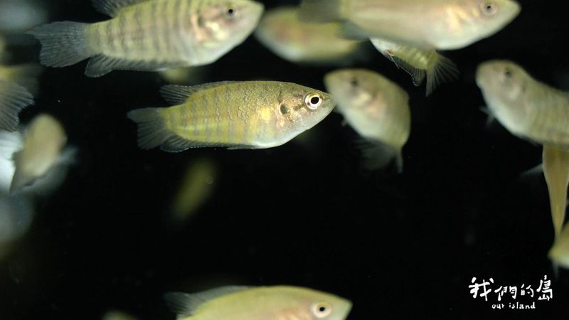移除外來龜與魚：金門淡水魚復育進行式