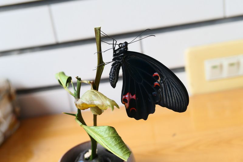 神奇三十六變的黑鳳蝶