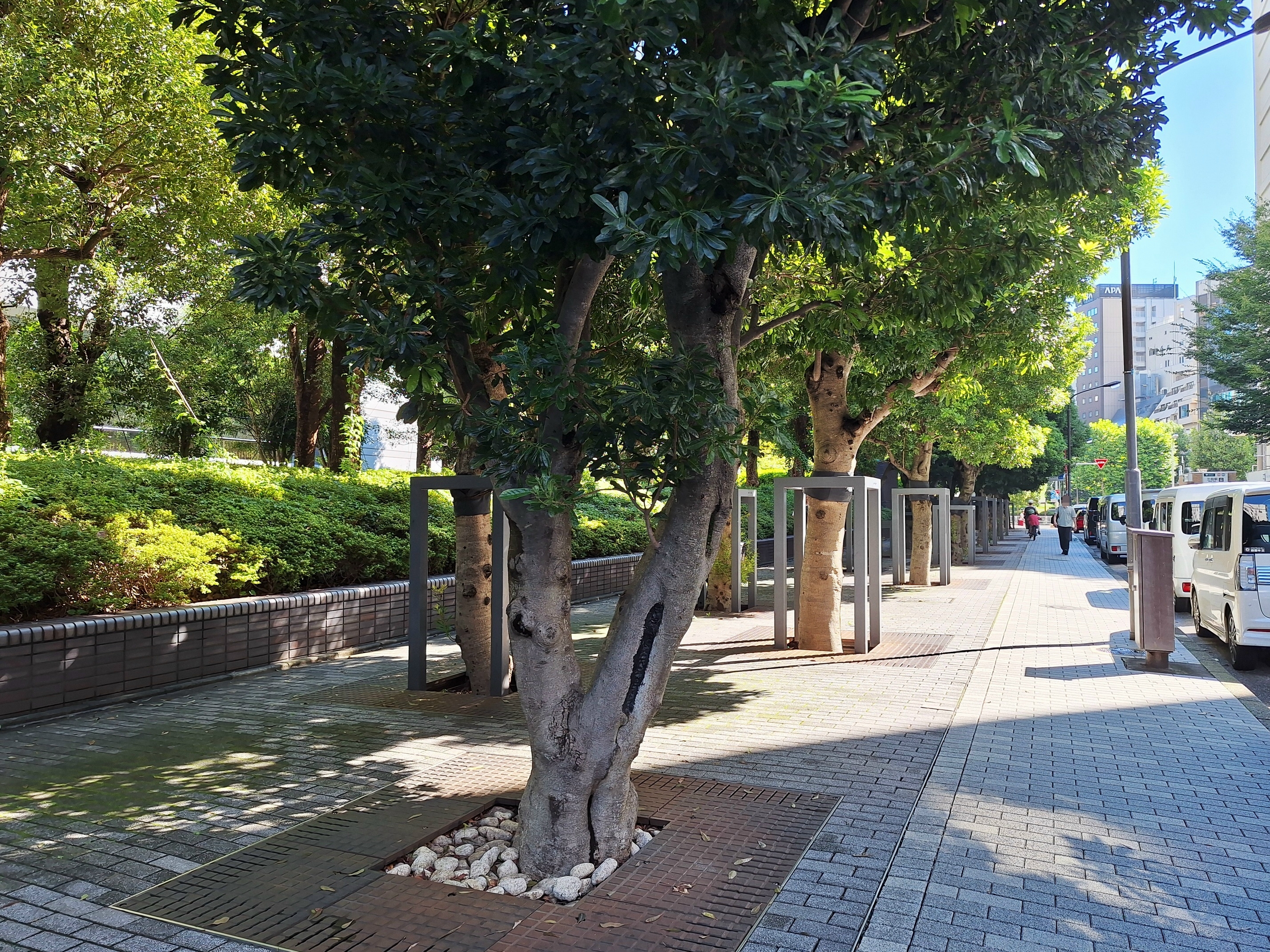倒樹傷人事件頻傳後，各地都進行樹木倒塌的風險管理，也有不少樹被預防性修剪或砍倒。攝影：陳文姿
