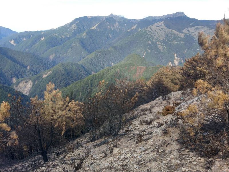 登山客玉山盜木生火釀災 林務局求償2.2億元 創森林大火史上最高
