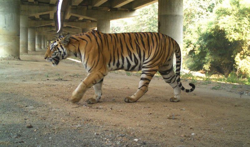 虎年老虎安心過馬路 全球生態廊道日益普及 有效減少野生動物路殺