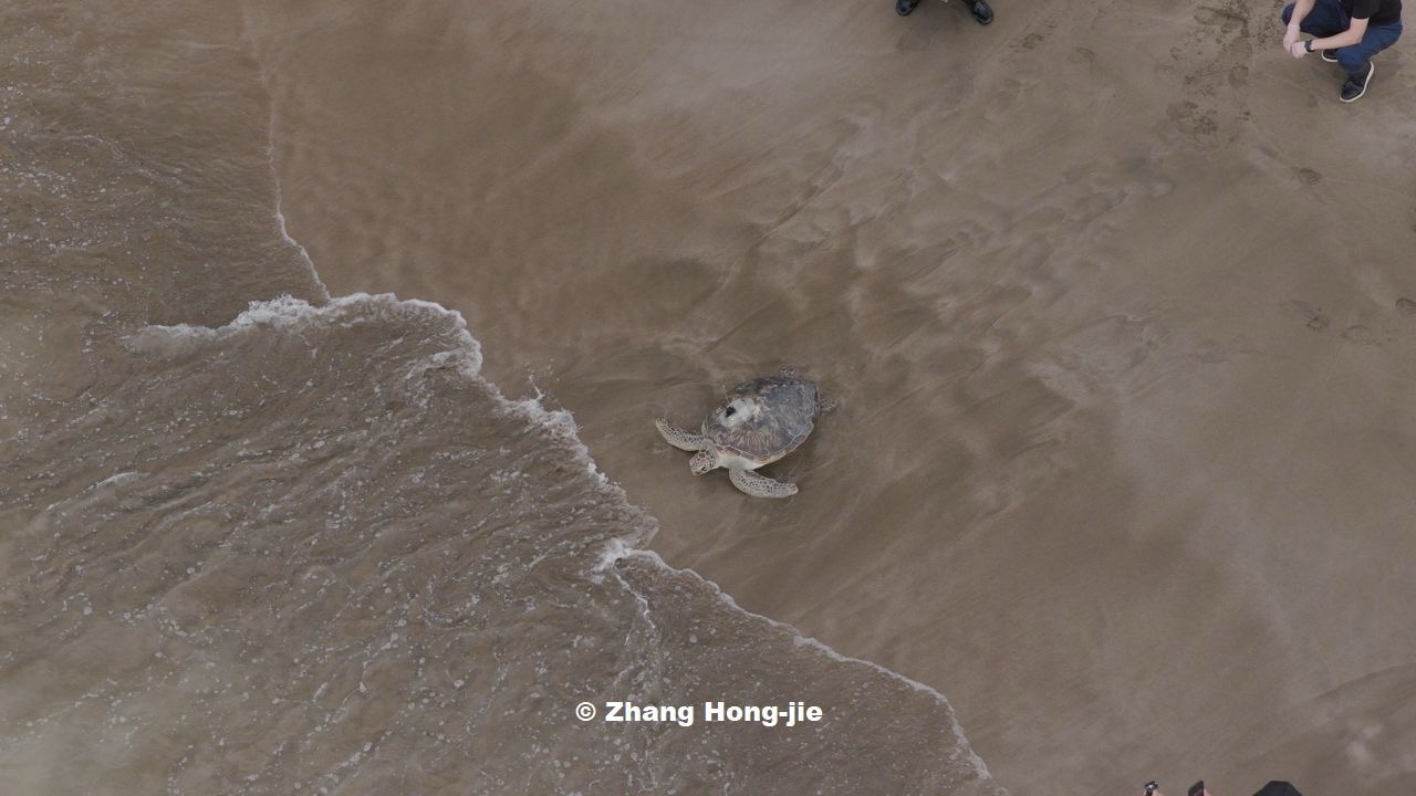 經歷一年半治療和復健，「司康」在數十人見證下，游出大海。圖片提供：張弘榤導演（本圖非cc授權／限本文使用）