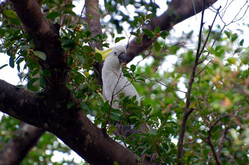 在香港繁殖小葵花鳳頭鸚鵡？ 學者提「一石二鳥」保育計畫