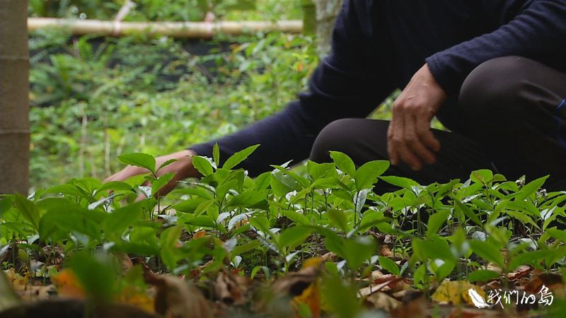 台灣山茶前傳 原生種的林下經濟