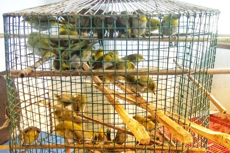 聽天籟鳥音 總統也癡迷 印尼野生鳴禽非法貿易猖獗