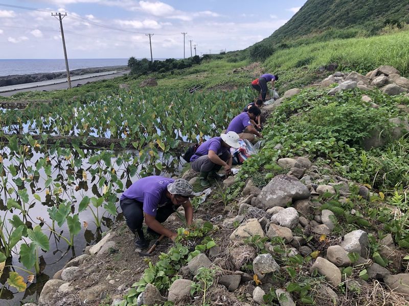 綠色驚喜在蘭嶼 紫苞舌蘭替水芋田埂鑲邊 重現傳統景觀又一步