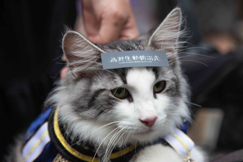 犬貓是否列課綱外來入侵種？ 動保司、林保署、教育部這麼說