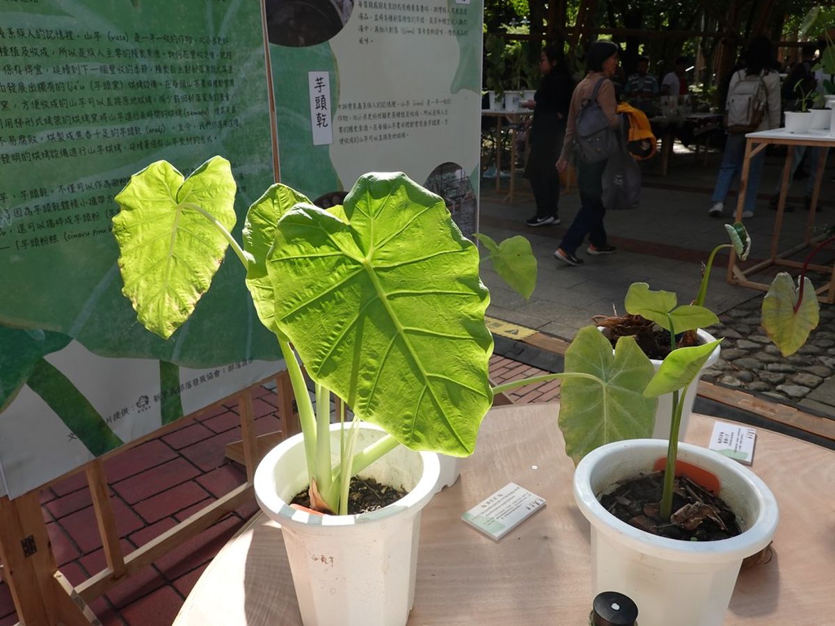 原鄉芋頭的多重宇宙：「芋論壇」探索餐桌上的文化、土地與生活記憶