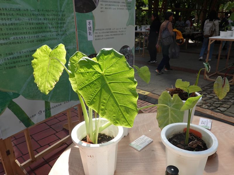 原鄉芋頭的多重宇宙：「芋論壇」探索餐桌上的文化、土地與生活記憶