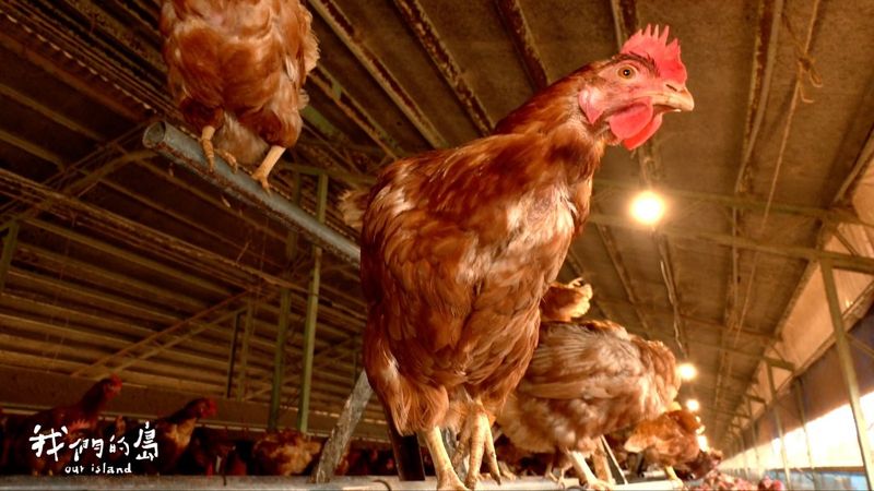 蛋雞的家要多大? 透過友善飼養提高產蛋率