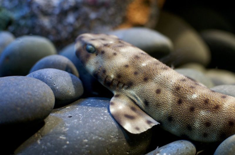 新研究：海洋暖化讓鯊魚寶寶提早孵化 體質弱影響獵食能力