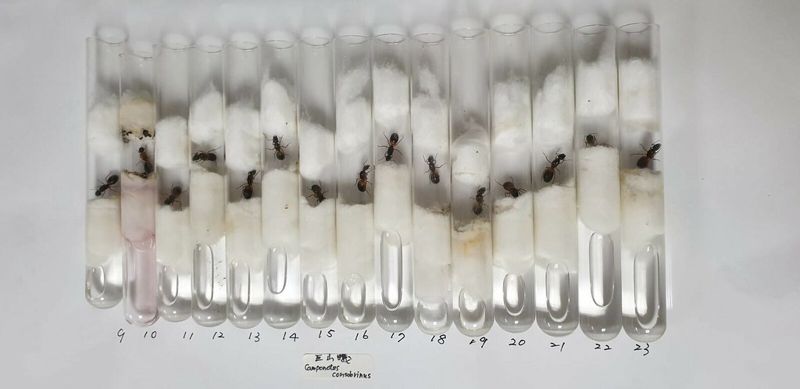 輸入外來種螞蟻勿存僥倖心理 防檢局真的會抓