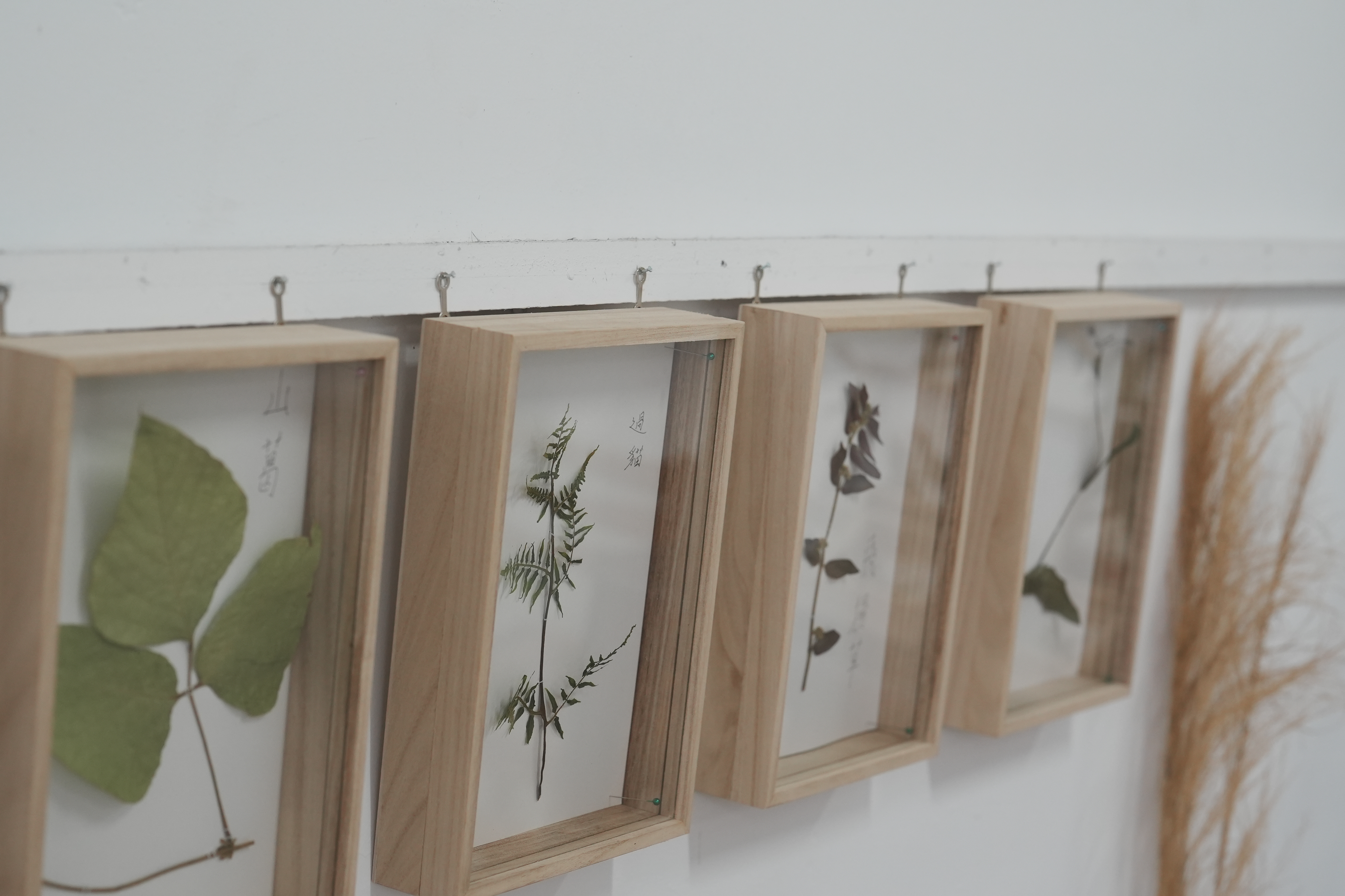 團隊於部落設置展示空間，結合植物標本、地景模型與文化資料，讓野菜知識得以被看見與傳承。圖片來源：草圖學社 提供
