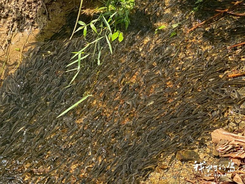 逆流而上 社區護鯝魚 改造小溪溝助魚回棲地產卵