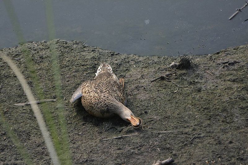 高屏溪過境水鳥暴斃 顯示河川巡守仍有死角