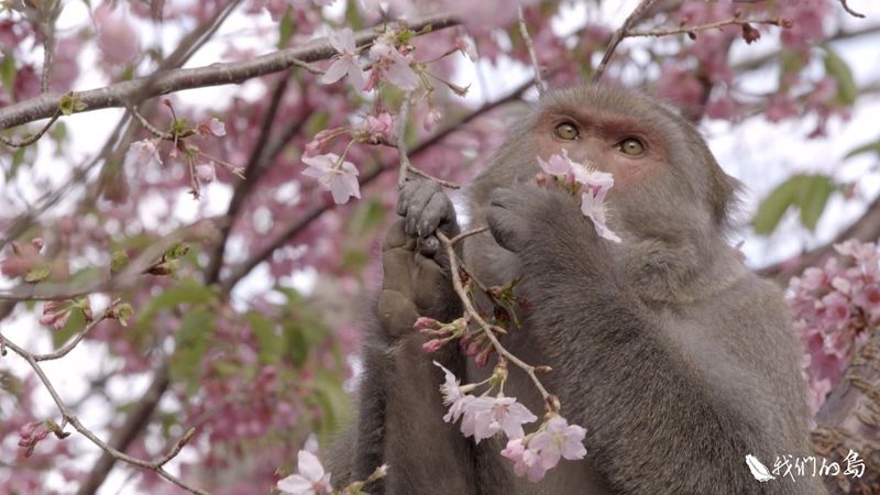 我們的猴厝邊（觀光篇）嚴守三不「不餵食、不干擾、不接觸」