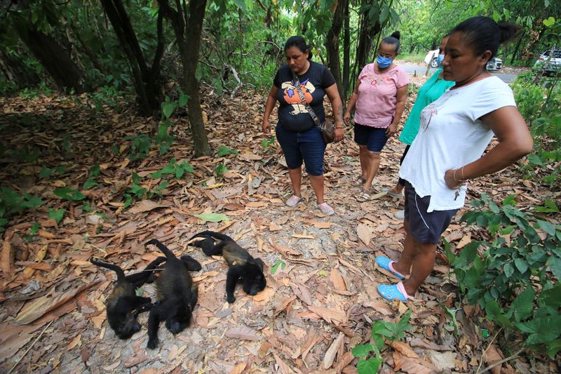 猴子掉落、貽貝燙熟 高溫超過動物耐熱極限導致大規模傷亡