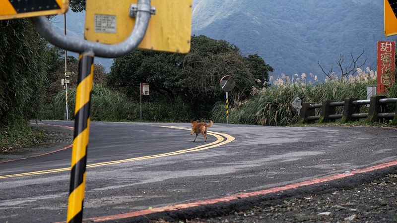 全台遊蕩犬近16萬隻 陳吉仲：盤點人犬衝突、野犬衝突熱區執行移除
