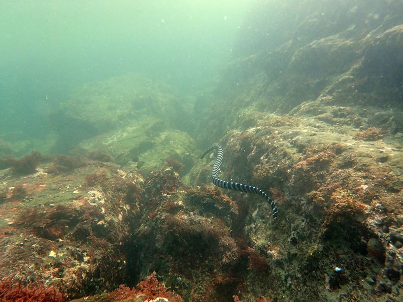 海島居民的省思：從紀錄片淺談台灣東北海生態變遷