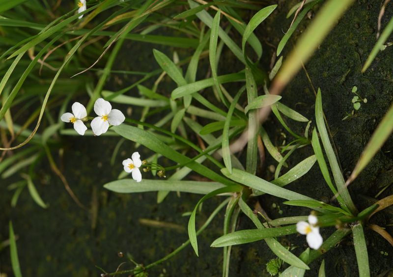 農耕型態改變 瓜皮草漸失於台灣野地