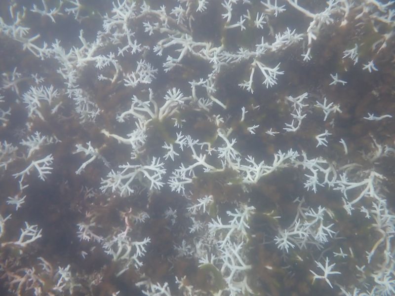 海溫30℃ 台灣附近海域珊瑚白化最高「二級警示」 可能導致珊瑚大量死亡
