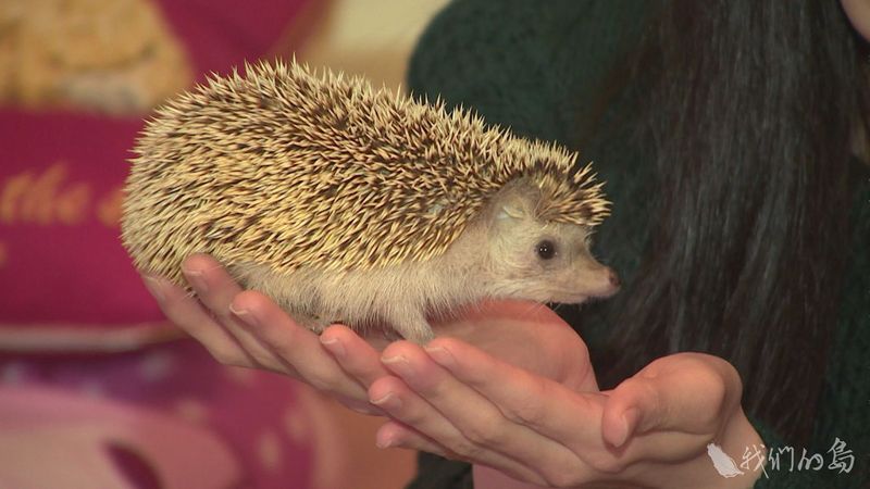 當動物變成寵物（下）