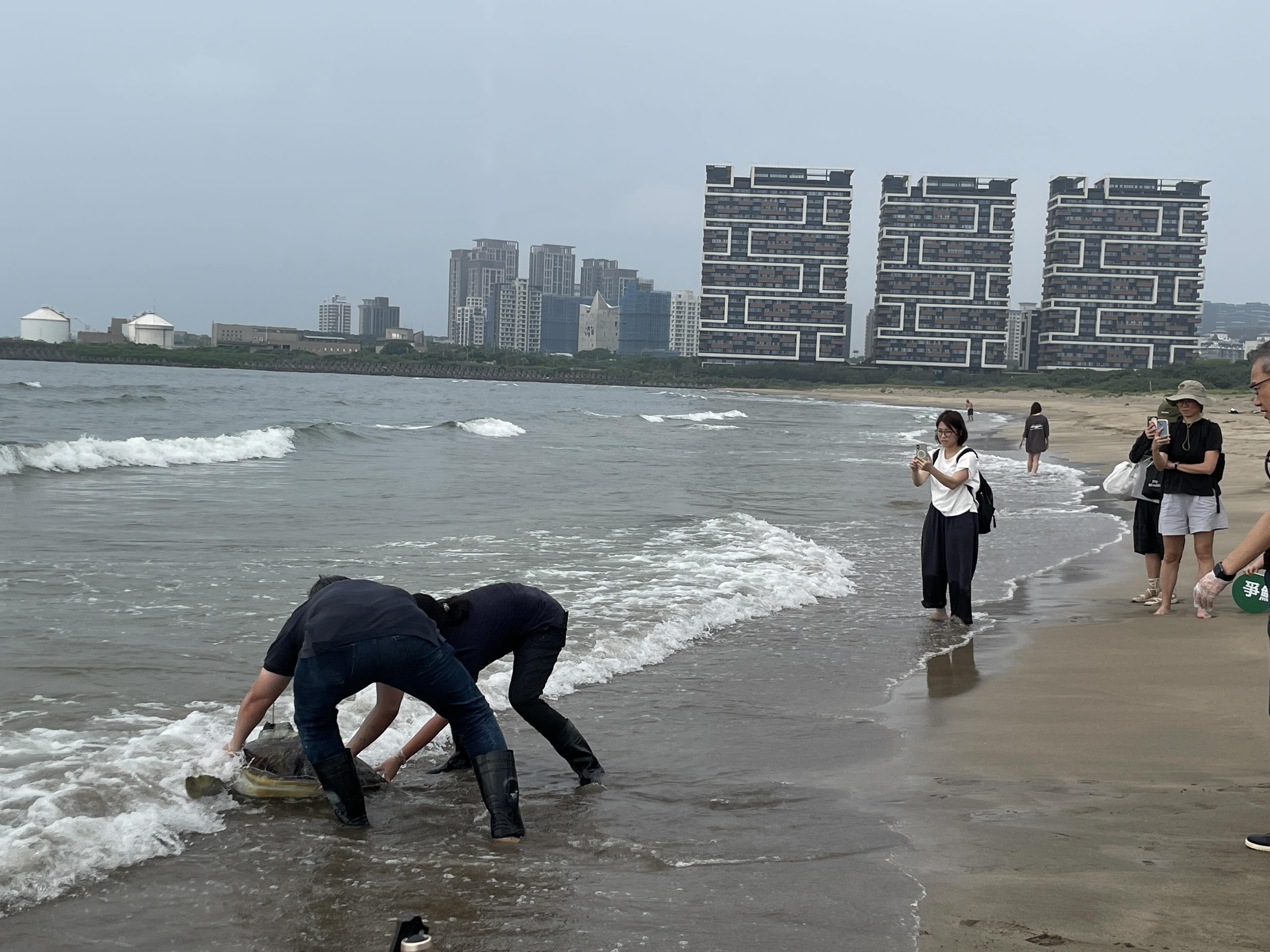 中華鯨豚協會的獸醫把「司康」放在淺水處，讓牠自行游向大海。攝影：潘柏林