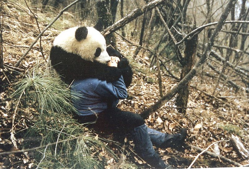 從貓熊保育工作長出來的體悟：根本問題在處理人和動物互動