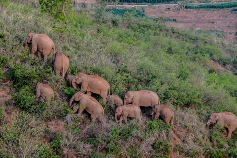 一路「象」北到昆明 COP15能否展現中國生物多樣性領導力？
