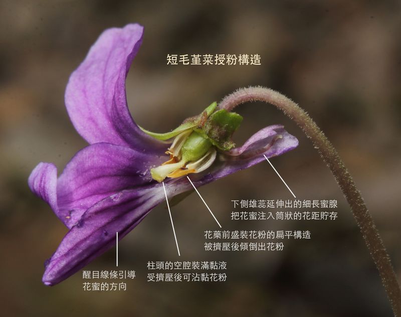 尋找堇菜 ——短毛堇菜與夥伴們的奇異旅程