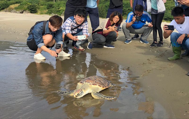 救傷靠海巡 海洋野生動物保育加碼