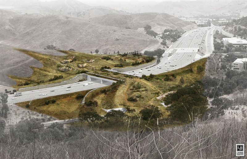 世界最大野生動物通道將動工 橫跨加州10線道高速公路 為美洲獅留生機