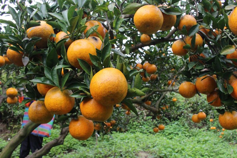 社會組第三名：食在有品味，食在愛臺灣---臺灣糧食議題探討
