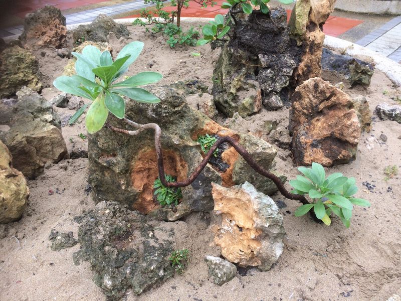 恆春熱帶植物園新開「礁岩植物區」 展示、保種，更具藝術價值！
