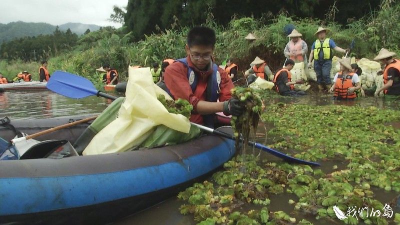 大戰人厭槐葉蘋 再累再苦都值得