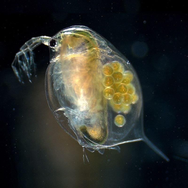 小兵立大功！ 科學家發現低成本、有如Dyson吸塵器的「水蚤淨水法」