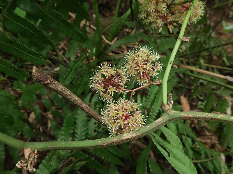 冬日盛放的平地煙火——假菝葜