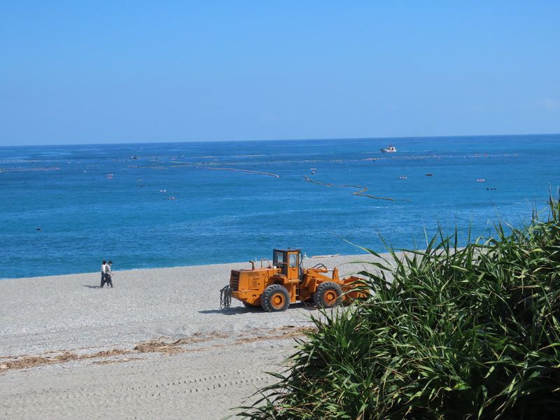 海岸社區要保庇 先把林投種回來 保安林經濟惠益也跟上